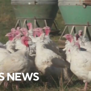 Turkey prices spike due to inflation and bird flu