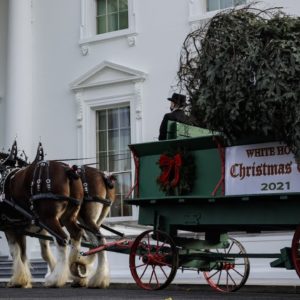 Watch: Jill Biden receives White House Christmas tree | CBS News