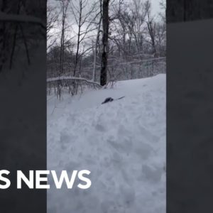 Woman captures deer and dog frolicking in the snow in Ontario, Canada #shorts