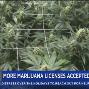 State health regulators set in motion a process to issue up to 22 more medical marijuana licenses