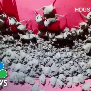 1,600 Bats Saved During Winter Storm By Houston Animal Shelter