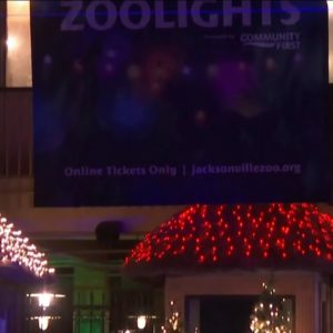Black bear killed after escaping, injuring keeper at the Jacksonville Zoo