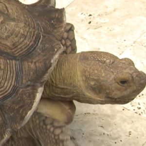 African Sulcata tortoise in Broward needs new home
