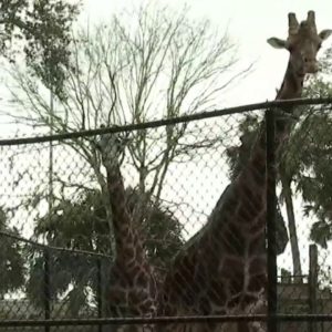 Central Florida Zoo receives $43K grant for Hurricane Ian relief