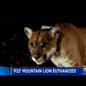 Famous Hollywood Hills Mountain Lion "P22" Euthanized