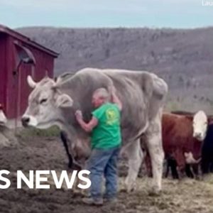 Farmers look tiny next to their gigantic ox