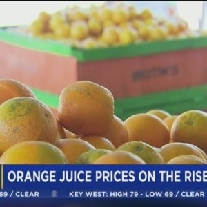 Florida orange crop at lowest level since before World War II