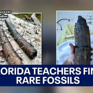 Florida teachers discover rare fossils while scuba diving
