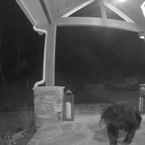 Hungry bear steals bagel delivery from porch