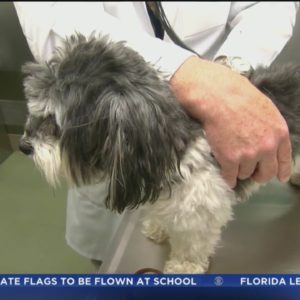 It's canine flu season, protect your pet