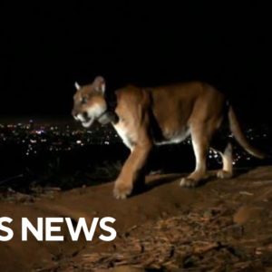 Los Angeles mountain lion P-22 euthanized by wildlife officials