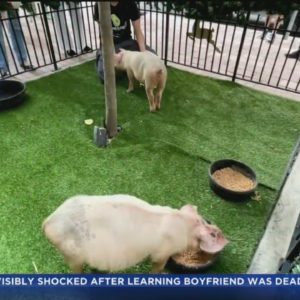 Mayor Daniella Levine Cava pardons holiday pigs