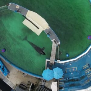Miami Seaquarium meets to discuss orca known as Lolita