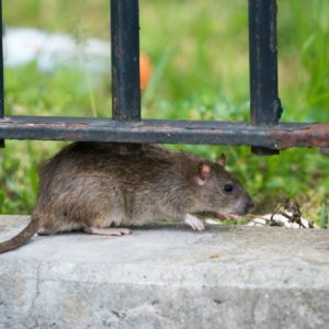 New York City launches new efforts to combat rat populations