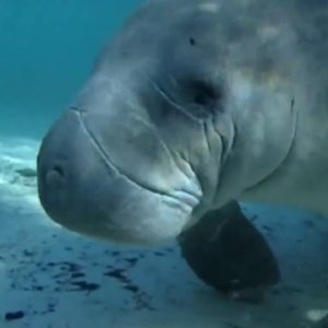 Officials plan to feed Florida manatees lettuce again this winter