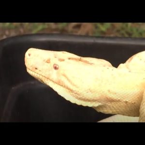 Rare Albino Boa Constrictor Found Outside Florida Home