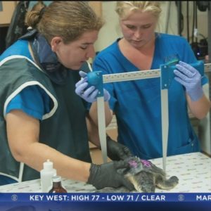 Rescued sea turtles taken to Zoo Miami