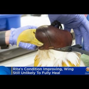 Rita The Zoo Miami Eagle Recovering, But Wing Is Unlikely To Fully Heal