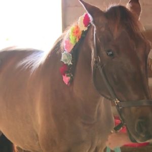 Therapy horse welcomed back to South Florida by her patients