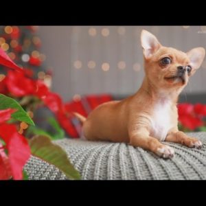 Verify: Are Poinsettias toxic for pets?