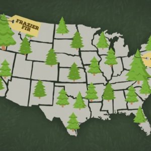 How Long Does It Take To Grow A Christmas Tree? | Nightly News: Kids Edition