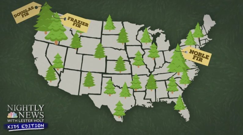 How Long Does It Take To Grow A Christmas Tree? | Nightly News: Kids Edition
