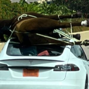 What The Honk: Not that kind of horsepower!