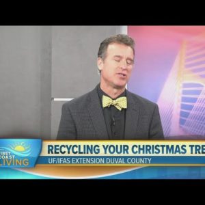 What to do with your real Christmas tree after the holidays
