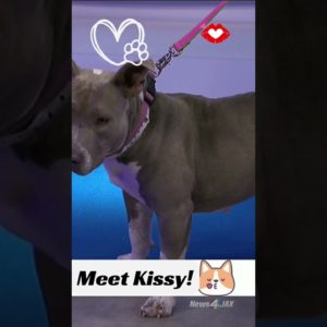 Kissy needs a loving family to shower with her pup smooches! 💋 Meet her at Regency PetSmart today!