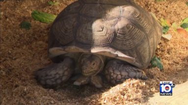 10-year-old African Sulcata tortoise finds new home in Broward County