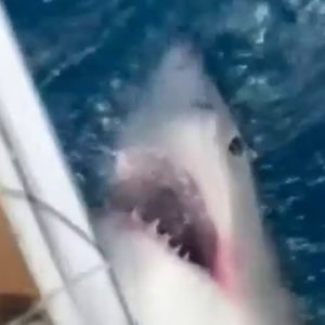 12-year-old boy catches great white shark off Florida coast