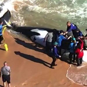 21-foot killer whale washes ashore on Florida beach