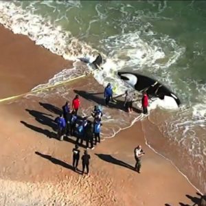 21-foot orca dies after washing ashore in Palm Coast