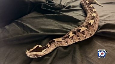 8 charged in illegal snake trafficking rings, FWC says