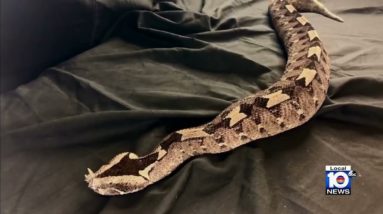 8 charged in illegal snake trafficking rings, FWC says