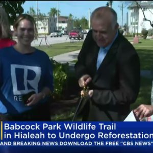 Babcock Park Wildlife Trail In Hialeah To Undergo Reforestation