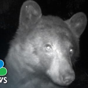 Black bear snaps hundreds of selfies using motion-sensor camera