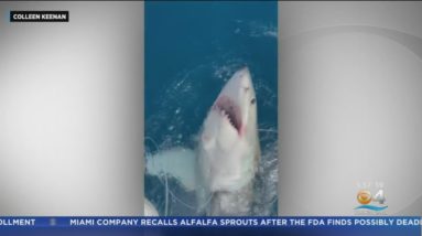 Boy, 12, reels in great white shark off Fort Lauderdale coast