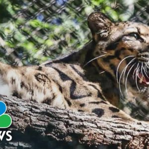 Clouded leopard escapes enclosure at Dallas Zoo