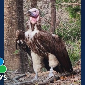 Dallas Zoo offers reward in 'suspicious' death' of vulture