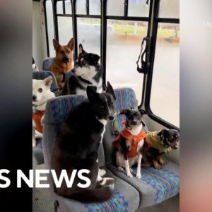 Doggie bus in Alaska takes puppies on walks and adventures