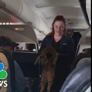 Flight attendant helps cat find owner mid-flight