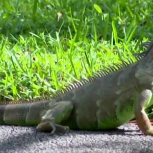 Florida faces growing invasive iguana issues