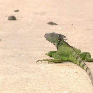 Florida faces increasing issues from invasive iguanas