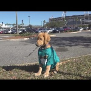 Future service dog, 'Duval', will use Jags game for training