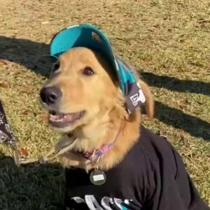 Future service dog in training, 'Duval', is a big Jacksonville Jaguars fan
