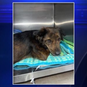 Dog found with gash, old gunshot wound in NW Miami-Dade expected to live after surgery