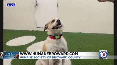 Human Society of Broward County hosting "Mutts Gone Nuts" event