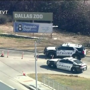 Leopard escapes from her habitat at Dallas Zoo