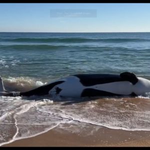 LIVE: 21-foot orca dies after washing ashore in Palm Coast